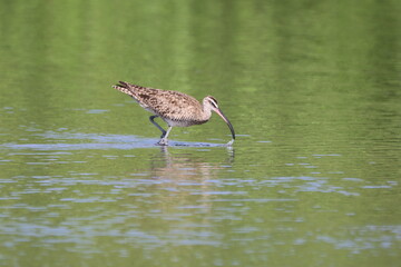 Whimbrel bird feeding in shallow water