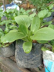 Freshly watered Bok Choy thriving in an organic garden. This close-up shows vibrant, healthy green...