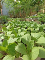 Freshly watered Bok Choy thriving in an organic garden. This close-up shows vibrant, healthy green...