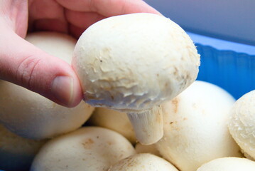 A large white mushroom in your hand. Closeup