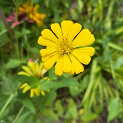 yellow dandelion flower