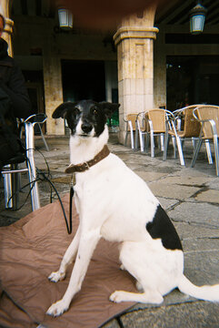 Dog sitting at outdoor caf&eacute;


