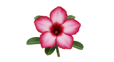 Elegant Desert Rose Blossom on White Background Exhibiting Floral Beauty and Detail
