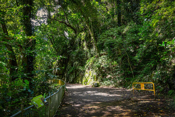 Crystal Cascades is a freshwater creek. The area features numerous cascade waterfalls and swimming holes in a rainforest habitat