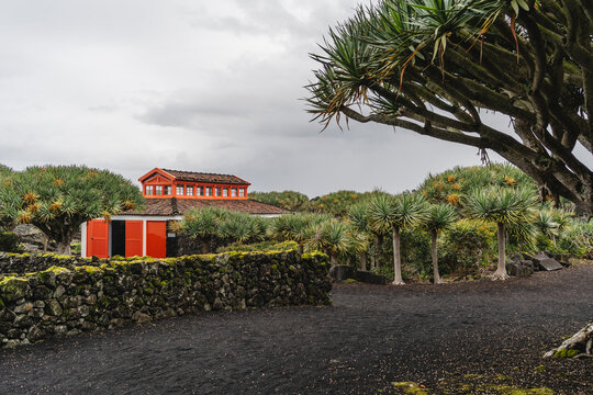 Orange house among dragon trees in Pico Island landscape