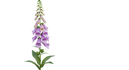 Obraz premium Elegant purple foxglove flower blossom with isolated on white background