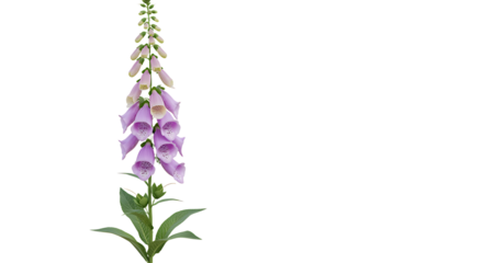 Elegant purple foxglove flower blossom with isolated on white background