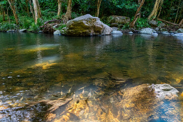 Crystal Cascades is a freshwater creek. The area features numerous cascade waterfalls and swimming holes in a rainforest habitat