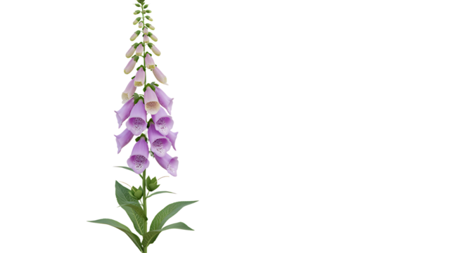 Elegant purple foxglove flower blossom with isolated on white background