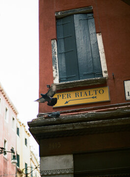 Pigeon flying close to Rialto sign in Venice