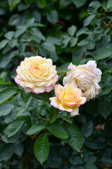 バラ「ピース」 Rose 'Peace'　バラの殿堂入り Rose Hall of Fame