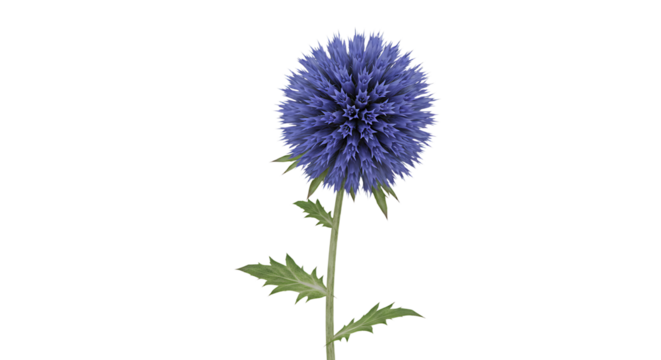 Isolated vibrant blue Globe Thistle (Echinops) flower with detailed spiky texture