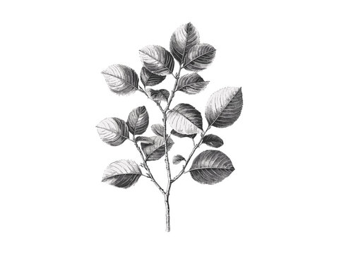 Vintage botanical sketch of Tallow Tree, antique woodcut style, nature-inspired retro tree art, black ink flora drawing, hand-drawn tallow leaves, old-style plant illustration, nature artwork,