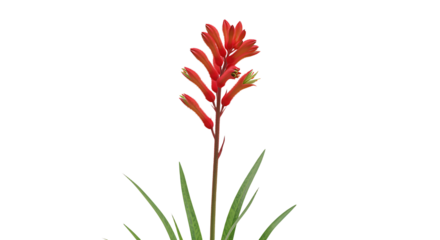 Vibrant Kangaroo Paw Flower Isolated Against a Clean White Background