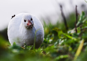 Rarest white Wekka