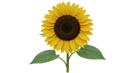 Fototapeta premium Vibrant sunflower on a white background, showcasing its radiant yellow petals