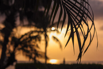palm tree sunset