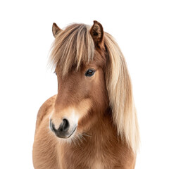 A beautiful brown horse with a flowing mane stands gracefully against a plain white background. showcasing its serene expression. ideal for equine-themed projects or nature photography