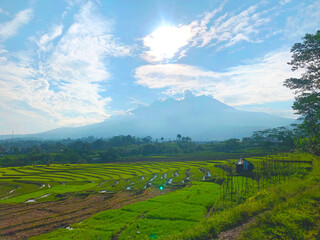 Morning Sunlight Over Lush Green Rice Fields and Mountain Landscape