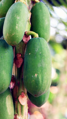 Papaya fruit grows on trees.