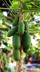 Papaya fruit grows on trees.