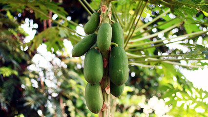 Papaya fruit grows on trees.