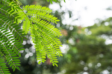 Close up of Leucaena (petai cina) leaves with blurred green trees in the background