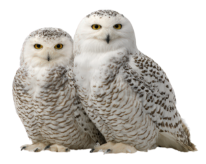 Snowy owl couple with white and brown feathers and yellow eyes sitting closely together, showing calm and majestic presence in natural pose