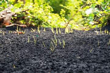 Young onion sprout emerging from scorched rice husk soil