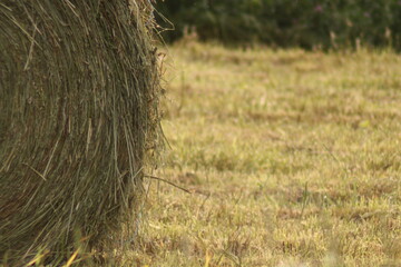 hay bale in a field