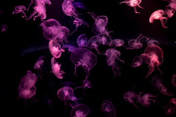 jellyfish at aquarium, dangerous animals