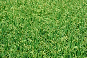 夏の田んぼの稲