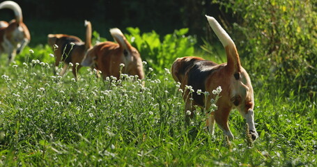 Group of Beagle dogs happily sniffing and searching through lush green grass adorned with delicate...