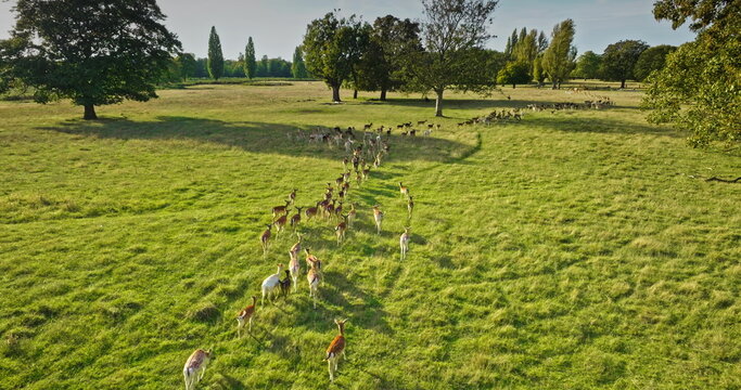Big group of fallow deer walking green field, creating line move together, showcasing beauty of natural environment. Wildlife animals discovery, travel untouched wild nature. Aerial view drone footage - Powered by Adobe