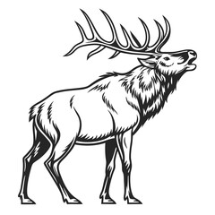 Obraz premium Black and white illustration of a bull elk with large antlers roaring on a white background