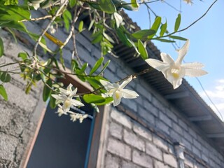 Close-Up of White Pigeon Orchid Flower in Garden 