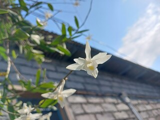 Close-Up of White Orchid Flower in Garden 