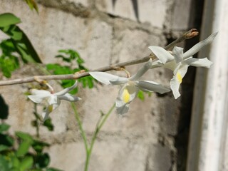 White Dendrobium Orchid Flowers Bloom 