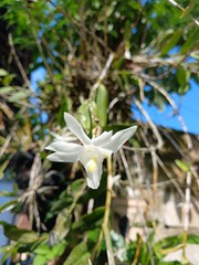 Close-Up of White Pigeon Orchid Flower 