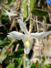 Close-Up of White Pigeon Orchid Flower 