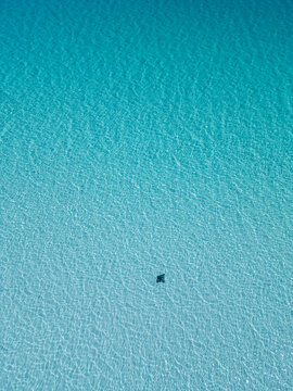 Eagle ray in shallow water. Yorke Peninsula. South Australia.