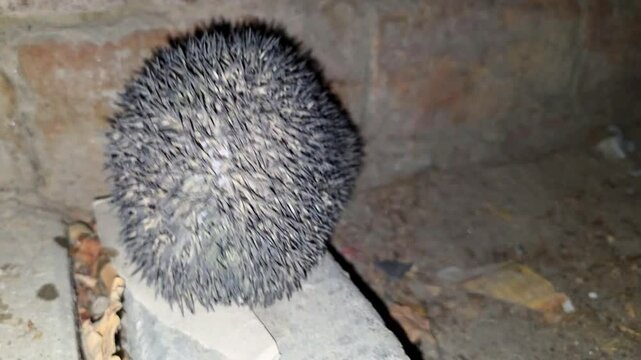 Indian Hedgehog (Paraechinus micropus) Sniffing and Walking on Ground &ndash; 4K Footage