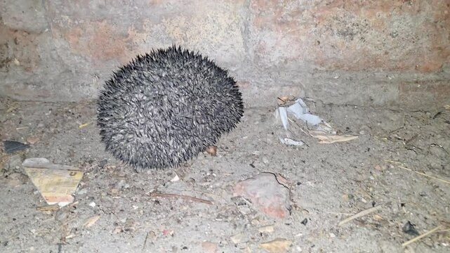 Indian Hedgehog (Paraechinus micropus) Sniffing and Walking on Ground &ndash; 4K Footage