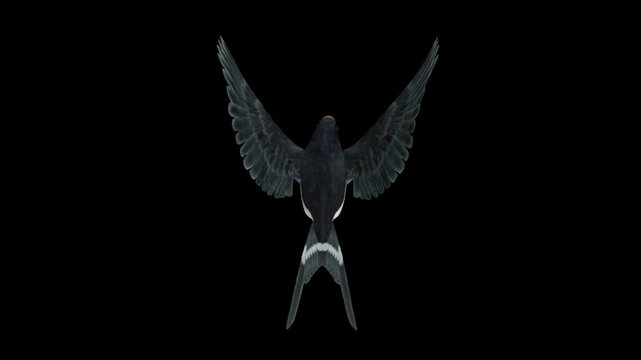 Barn Swallow Bird - Flying Loop - Aerial Top Back Close Up View - Alpha Channel - Realistic Full HD 3D animation isolated on transparent background