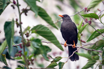 Andean Blackbird (Turdus serranus) perched on a mulberry branch.
