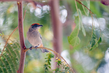 A close-up of a beautiful Vitriolina Tanager perched delicately on a tree branch.