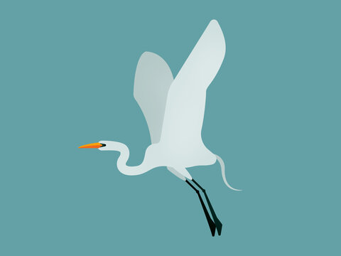 Great white egret flying with wide open wings on turquoise background