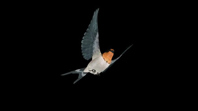 Barn Swallow Bird - Flying Loop - Aerialor Ground Low Angle Close Up View - Alpha Channel - Realistic Full HD 3D animation isolated on transparent background