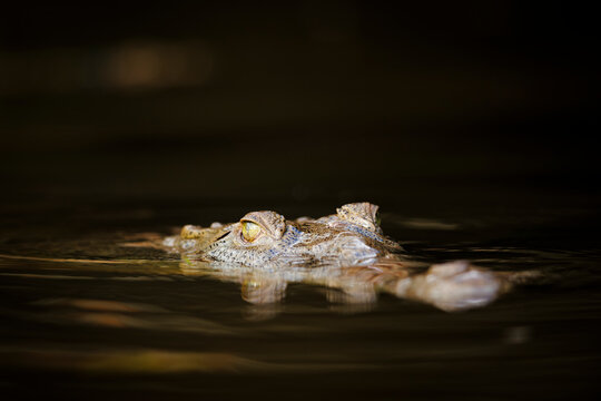 American Crocodile