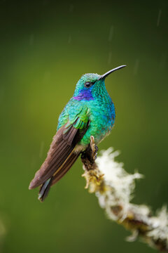 Lesser Violetear Hummingbird